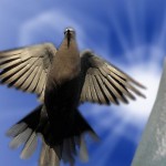 Dove flying above lilies